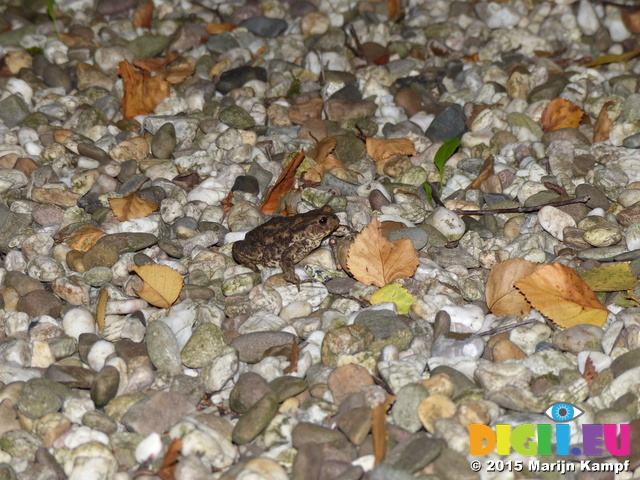 FZ019984 Common toad (Bufo bufo)